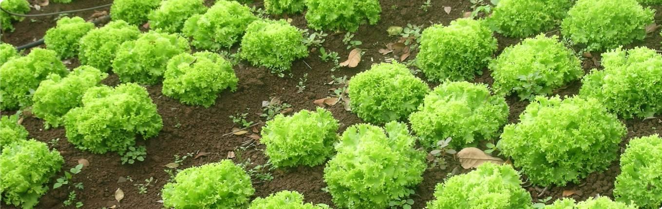 salades